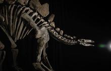 Fosil Stegosaurus Termahal di Dunia Terjual dengan Harga Rp723 Triliun