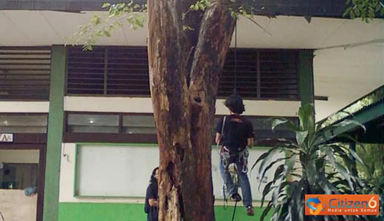 Citizen6, Jakarta: anggota UKM caterva selalu berlatih memanjat dengan sarana pohon angsana yang berada didepan ruangan UKM Caterva (Pengirim: kelompok 23)