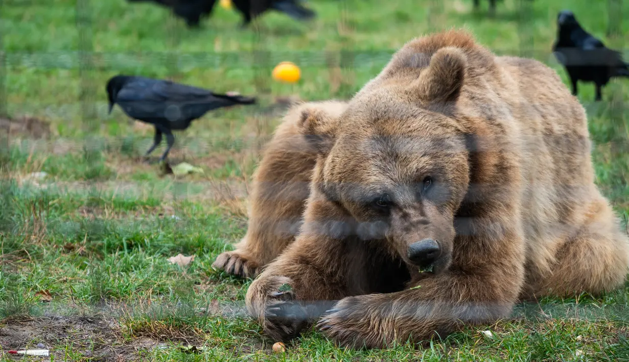 Seekor beruang coklat beristirahat di Suaka Beruang Libearty di Zarnesti, 180 km sebelah utara Bukares, Rumania, pada tanggal 16 Oktober 2024. (Mihai Barbu/AFP)
