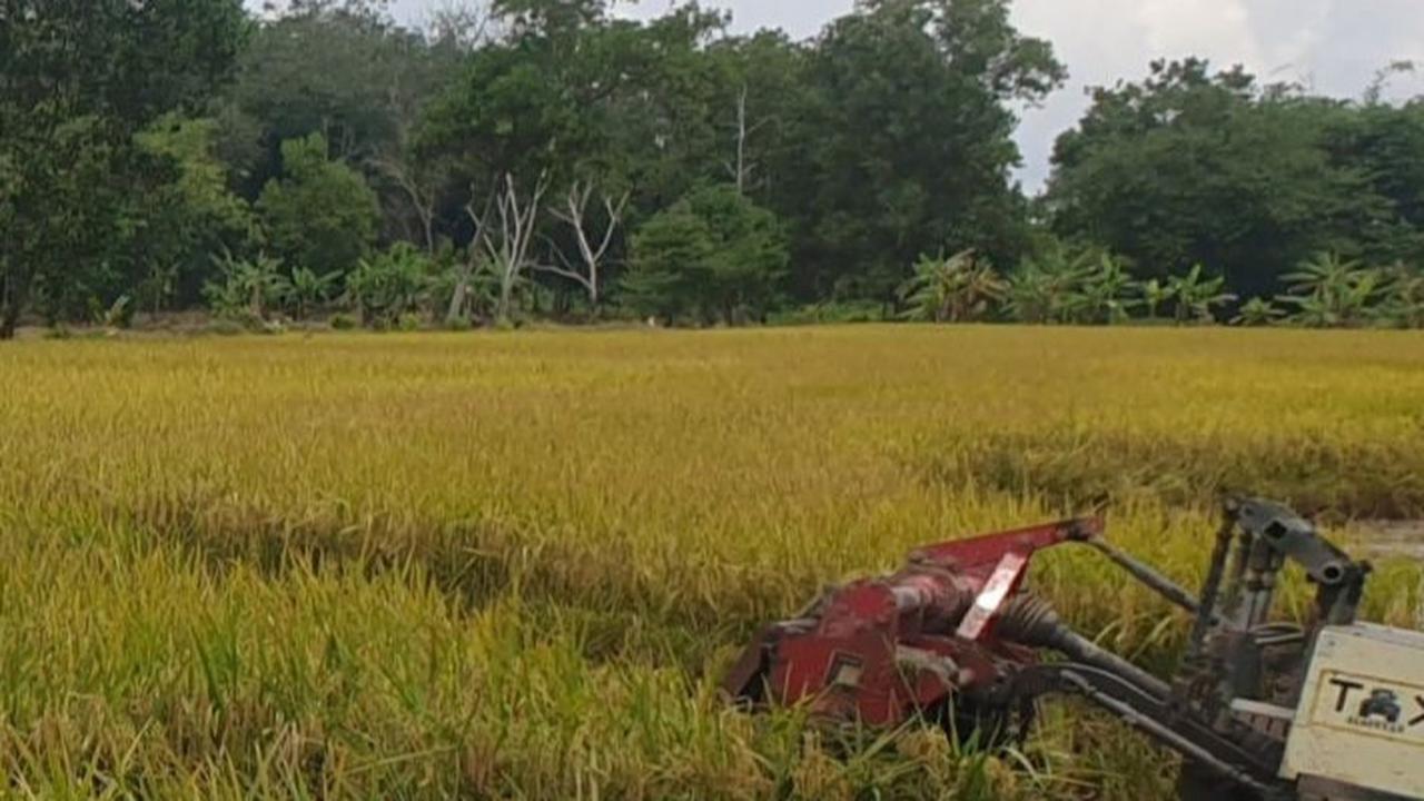 Pemerintah Tetapkan 2,75 Juta Ha Lahan Sawah Dilindungi di 12 Provinsi