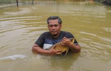 FOTO: Mengintip Proses Budidaya Arwana, Si Ikan Hias Berharga Fantastis