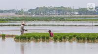 Petani menyiapkan lahan persawahan sebelum ditanami bibit padi di Tangerang Selatan, Jumat (15/10/2020). Lahan pertanian yang terbatas bisa dimanfaatkan dengan menanam tanaman pangan yang berusia pendek dan memiliki nilai ekonomis. (Liputan6.com/Fery Pradolo)