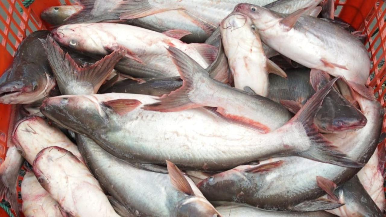 1. Ikan Patin