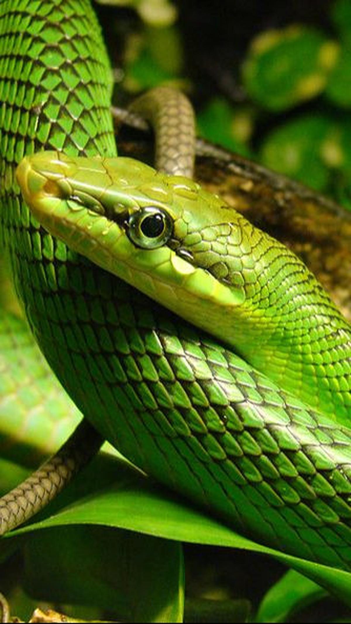 <b>2. Ular Bajing (Gonyosoma Oxycephalum)</b>