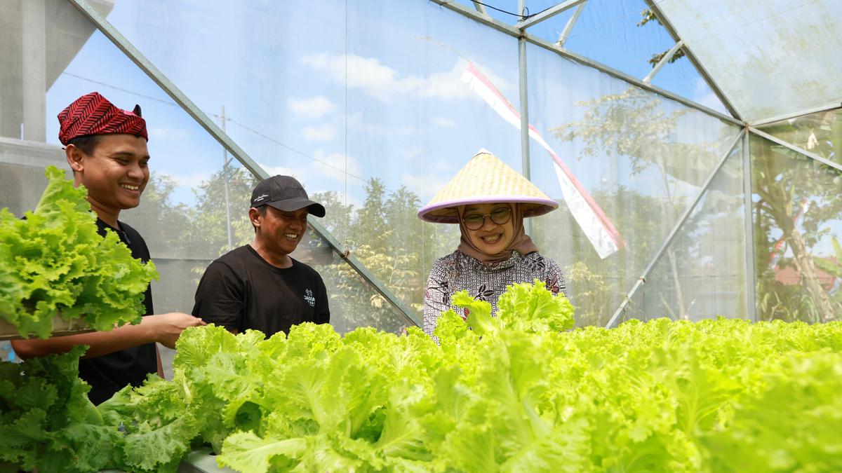 Cara Menanam Selada Hidroponik Agar Renyah dan Tidak Pahit, Panduan untuk Pemula