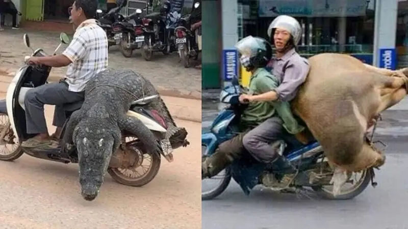 6 Potret Orang Bonceng Hewan Pakai Motor Ini Bikin Melongo