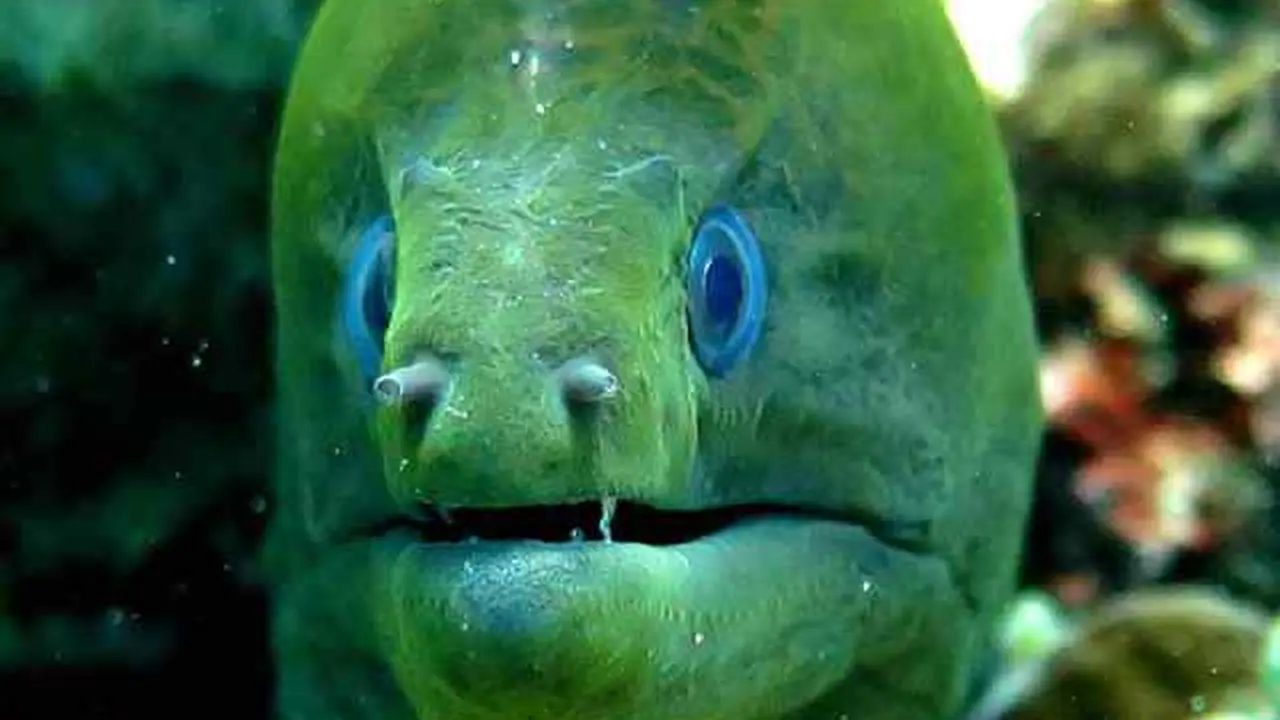 Taman Laut Ulele 1
