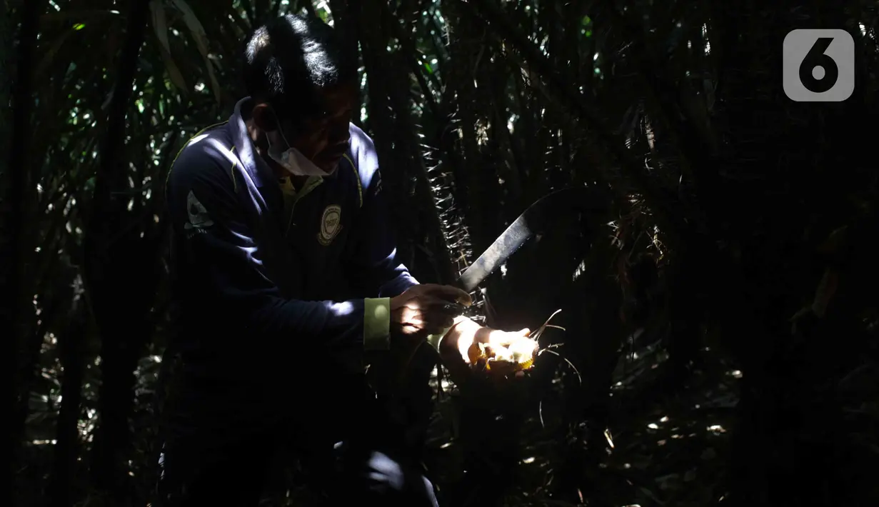 Petugas memotong buah salak condet di Cagar Buah Condet, Balekambang, Jakarta Timur, Senin (13/12/2021). Cagar Buah Condet menjadi salah satu destinasi di kawasan Condet usai diresmikan sebagai Desa Kreatif oleh Kemenparekraf RI dan didukung oleh Pemprov DKI Jakarta. (Liputan6.com/Herman Zakharia