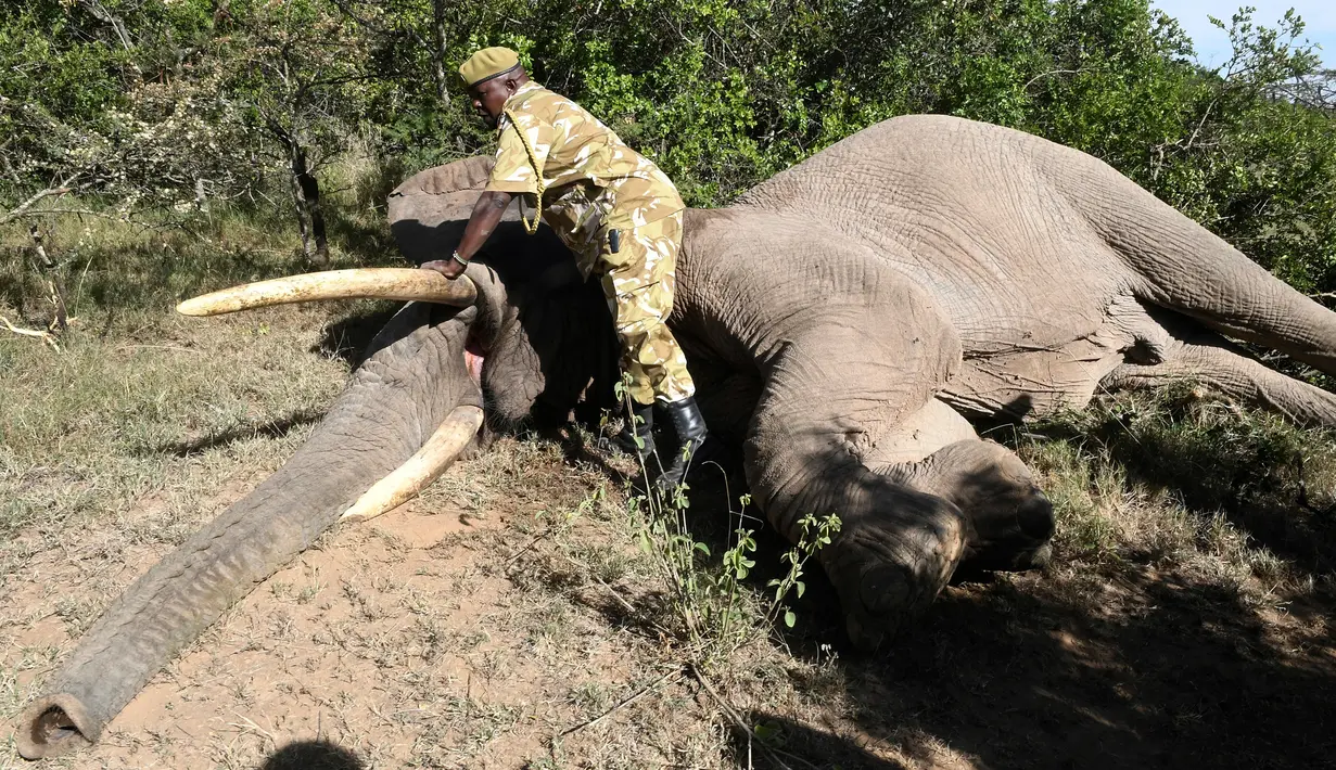 Petugas Kenya Wildlife Service (KWS) berdiri di samping seekor gajah sebelum direlokasi di Lamuria, Nyeri, Kenya, Rabu (21/2). Petugas melakukan pembiusan terlebih dahulu terhadap gajah-gajah yang akan direlokasi. (AFP PHOTO/SIMON MAINA)