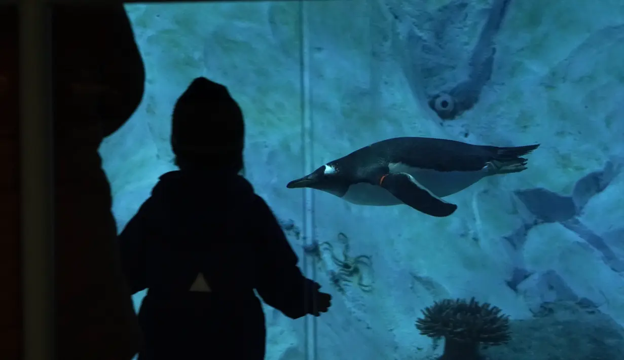 Pengunjung menyaksikan penguin Gentoo di Pusat Konservasi Penguin Polk di Kebun Binatang Detroit, 16 Februari 2022. Pusat Konservasi Penguin Terbesar di Kebun Binatang Detroit telah dibuka kembali lebih dari dua tahun setelah ditutup untuk memperbaiki waterproofing yang rusak. (AP Photo/Paul Sancya)
