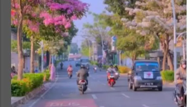 Bunga Tabebuya Bermekaran di Kawasan Kemang, Jakarta Selatan