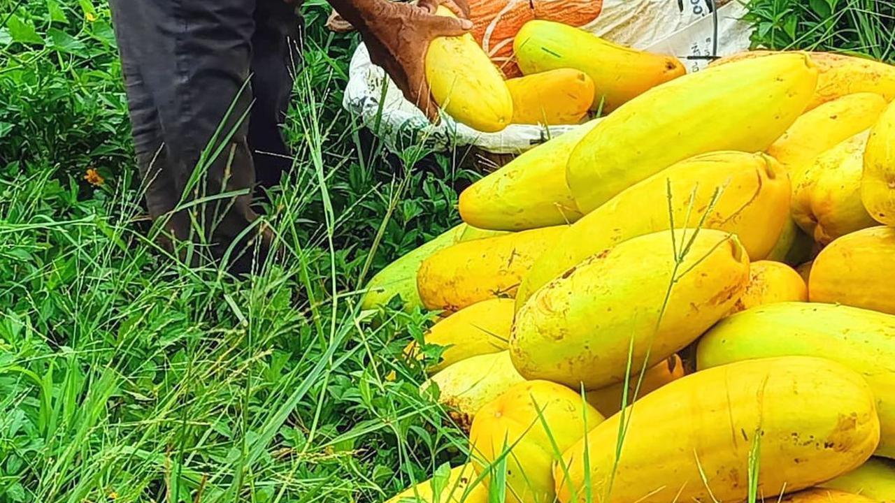 Timun suri bahkan disebut-sebut sebagai buah yang hanya ada saat Ramadan, benarkah demikian?