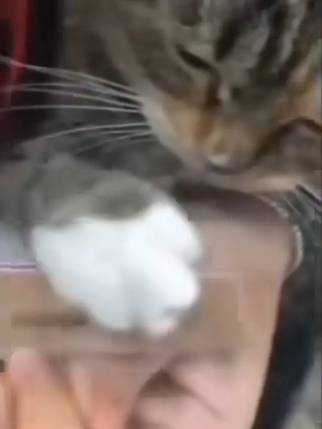 Tingkah Kucing Bermanfaat Bagi Manusia
