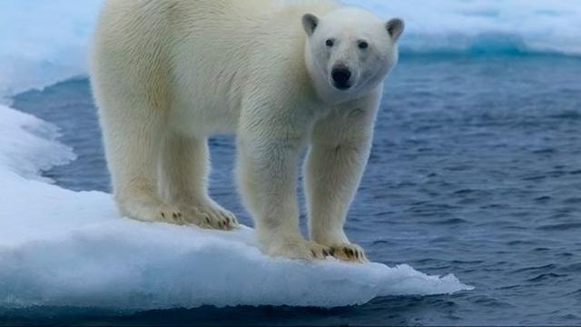 Kutub gambar beruang Macam