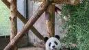 Jiajiazai (atas), bayi dari panda raksasa Jiajia, melihat induknya di aula panda raksasa Taman Margasatwa Shanghai di Shanghai, China timur (7/8/2020). Taman Margasatwa Shanghai memulai sebuah kampanye pengumpulan nama untuk bayi panda raksasa itu. (Xinhua/Wang Xiang)