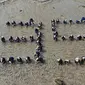 Inisiatif Penanaman Mangrove Jadi Solusi Efektif untuk Perlindungan Ekosistem Pesisir. foto: istimewa