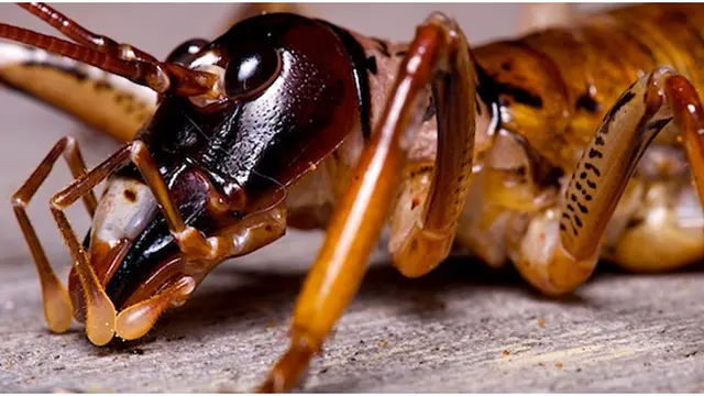 (c) auckland-west.co.nz