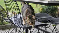 Kenali Manfaat Kumis Kucing: Herbal Alami untuk Menurunkan Kolesterol, Gula Darah, dan Penyakit Ginjal