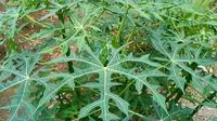 Daun gedi (Foto: Pinterest/Info Pertanian)