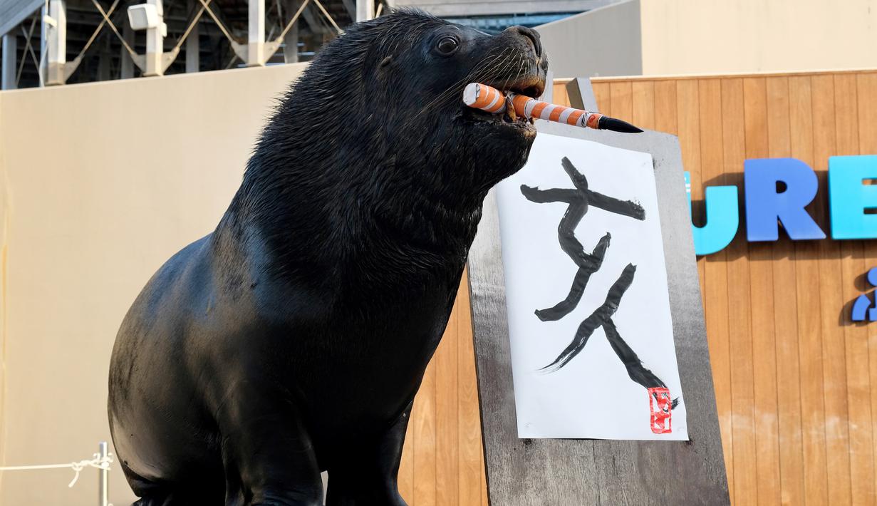 Singa laut 'Leo' (15) usai melukis aksara China tahun babi hutan sebagai persiapan Tahun Baru Imlek di Hakkeijima Sea Paradise, Yokohama, Tokyo (26/12). Tahun Baru Imlek akan dirayakan pada awal Februari 2019. (AFP Photo/Kazuhiro Nogi)