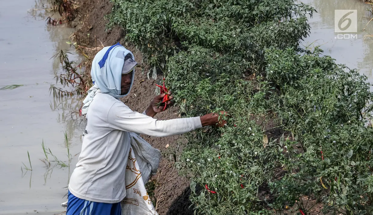 Petani memetik hasil panen cabai di Brebes, Jawa Tengah, Minggu (2/7). Produksi cabai merah besar di Brebes turun sekitar 70 persen lantaran cuaca buruk yang terjadi beberapa hari terakhir ini. (Liputan6.com/Faizal Fanani)