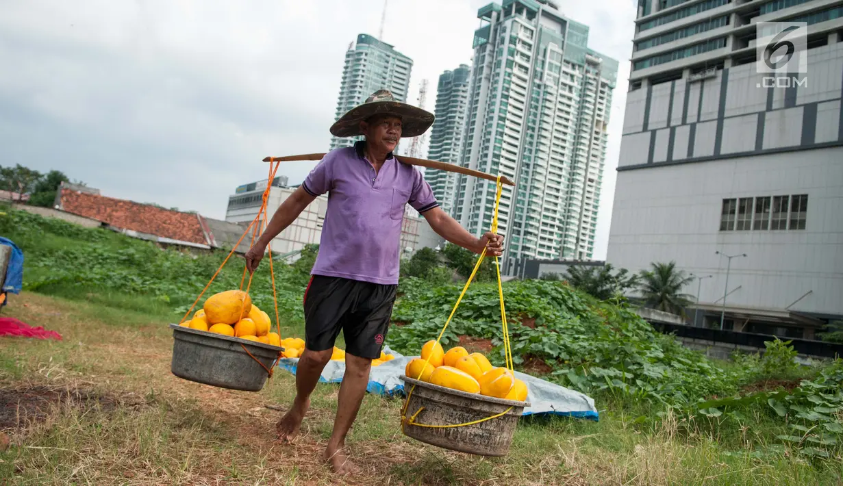 Petani membawa hasil panen timun suri di Jakarta, Selasa (30/5). Pada bulan Ramadan sejumlah petani setempat beralih tanam dari sayuran menjadi timun suri karena lebih menguntungkan. (Liputan6.com/Gempur M Surya)