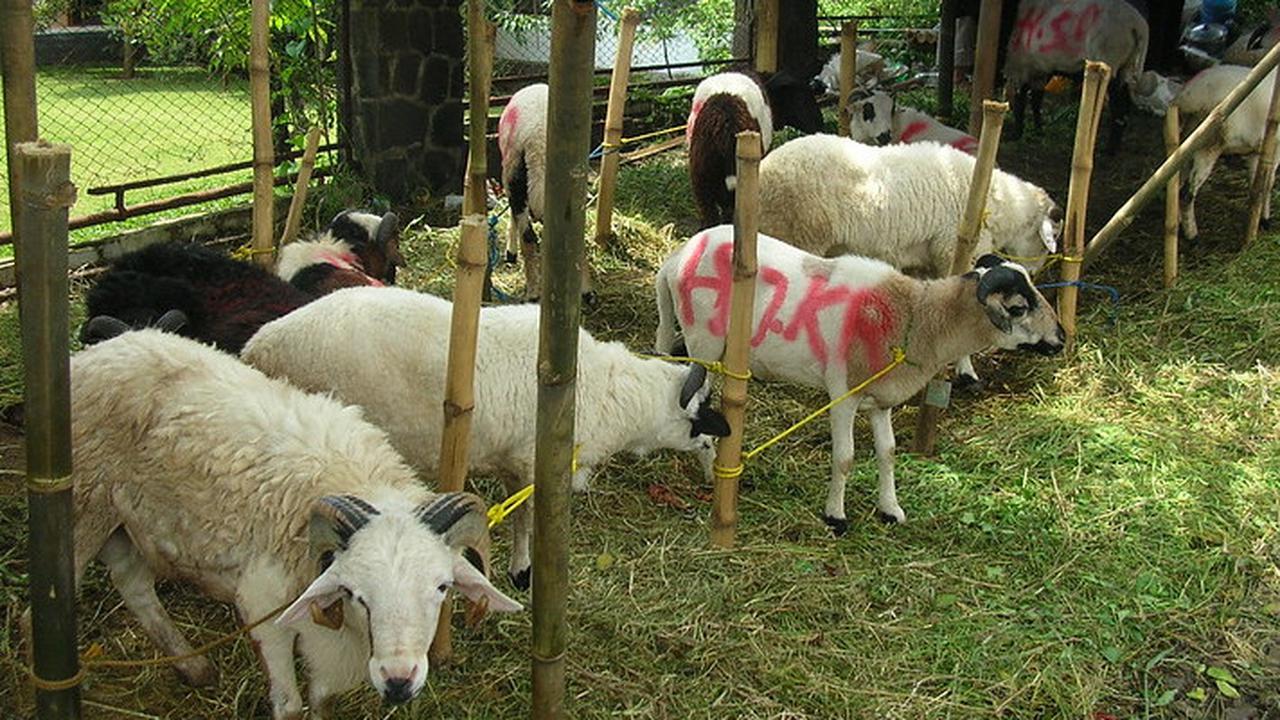 Idul Adha 2025 Kurang 15 Hari: Lebih Utama Mana, Kurban Kambing Sendirian atau Sapi Patungan?