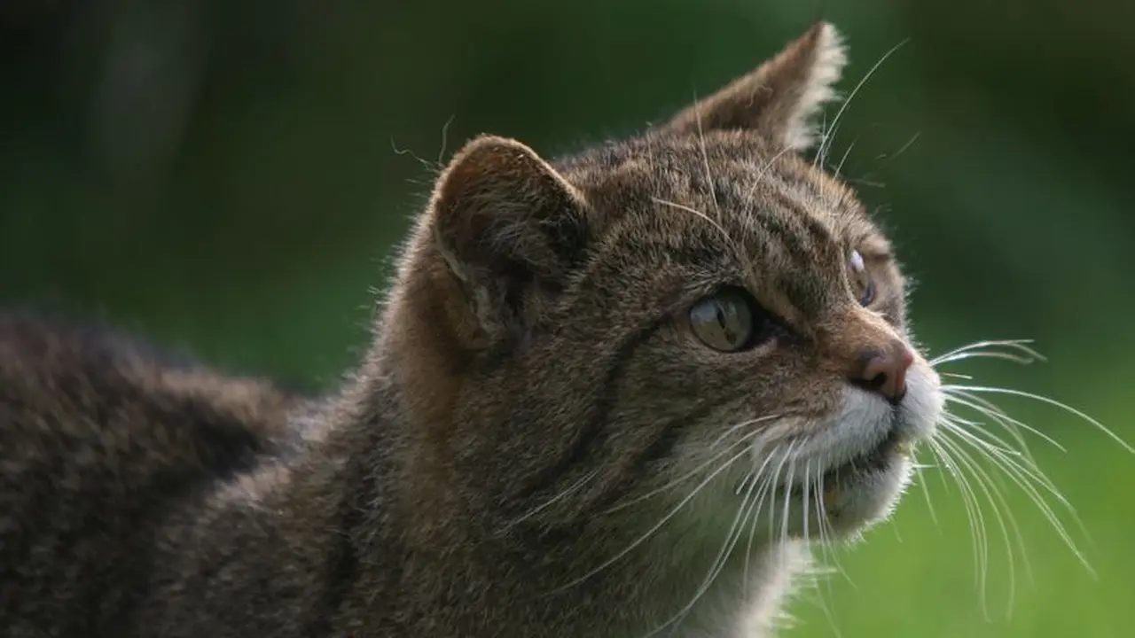 Kucing Devon Tiger