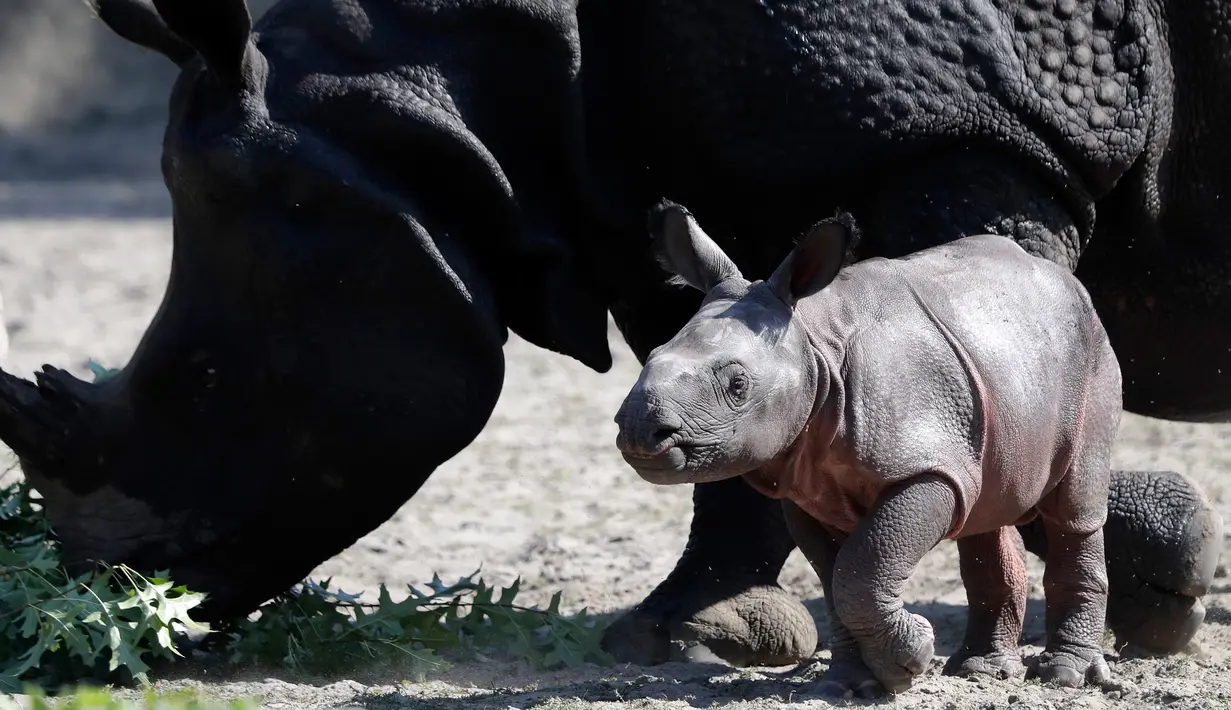 Betty badak bercula satu dan putra barunya yang baru lahir bermain di kandang mereka di Kebun Binatang di Berlin, Jerman, Kamis, (6/9). Anak badak dari bunda Betty ini lahir di pagi hari Rabu, 5 September 2018. (AP Photo/Michael Sohn)