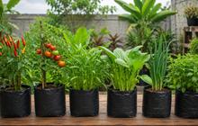 15 Tanaman Produktif untuk Halaman Kecil, Bisa Panen Meski Lahan Terbatas