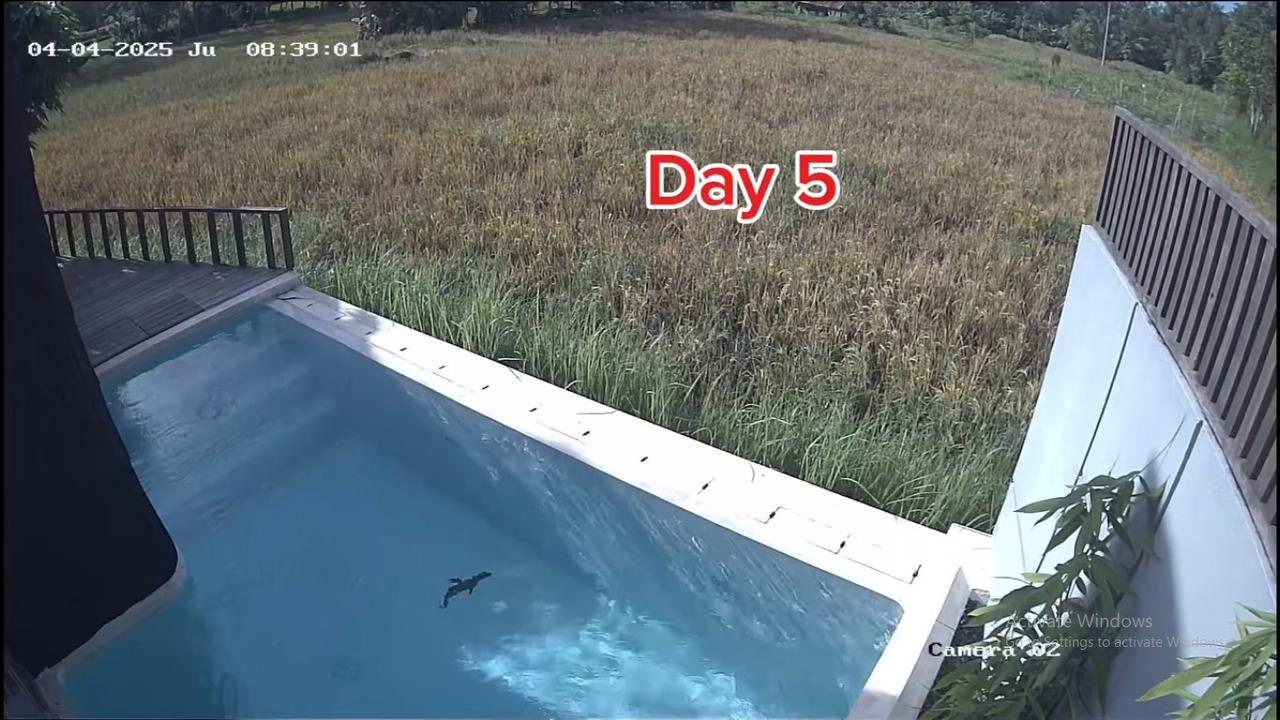 Dikta Bagikan Kondisi Vilanya Lewat CCTV, Ada 'Tamu' Tak Diundang Berenang di Kolam Berhari-hari