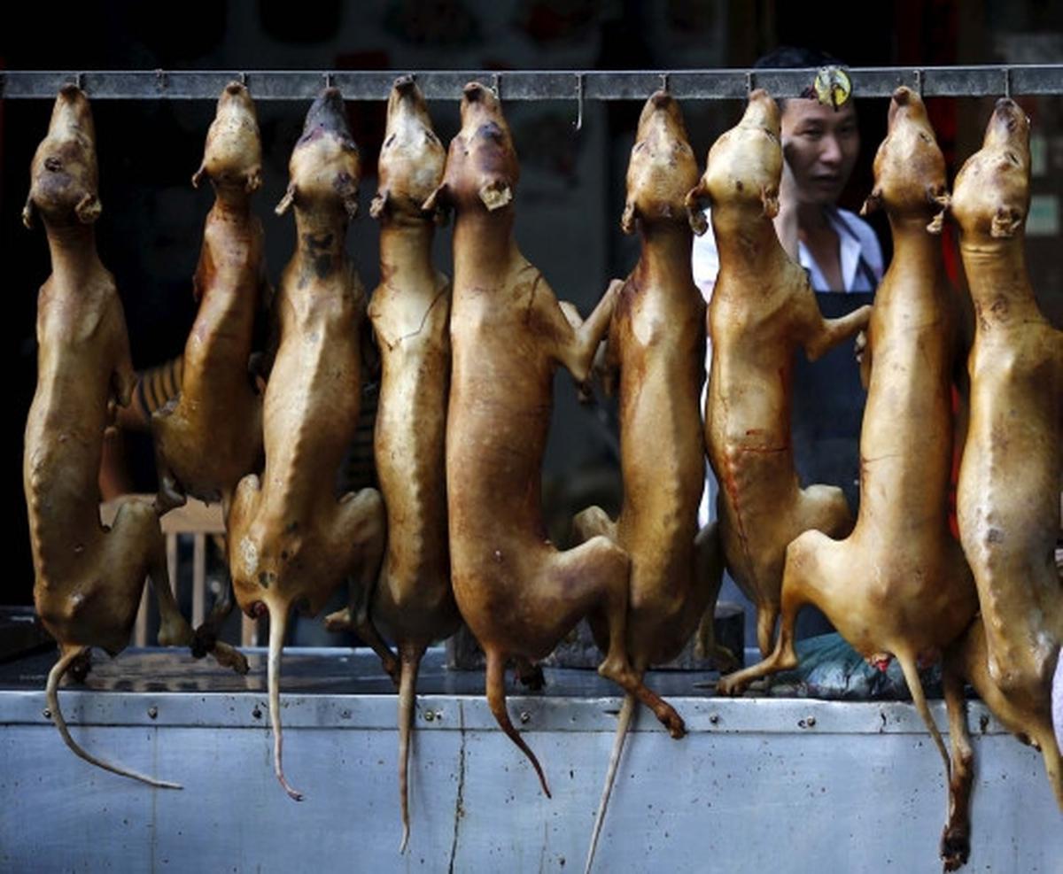 Sadis, ribuan anjing & kucing dibantai untuk dikonsumsi di China