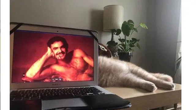 Ilusi Optik 6 Kucing di Depan TV Ini Bikin Geleng Kepala