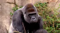 Demi Selamatkan Bocah 4 Tahun, Gorilla Ini Ditembak Mati