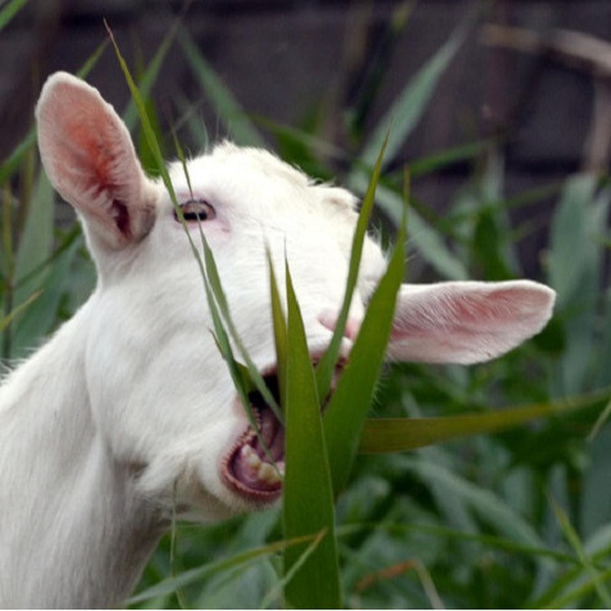 Ilustrasi kambing