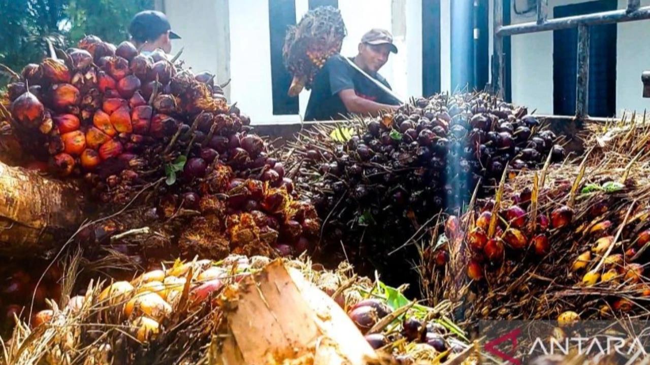 PP Ekspor SDA Dinilai Tak Ganggu Industri Sawit, Emiten Optimistis Pendapatan Meningkat