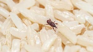6 Cara Menyimpan Beras agar Bebas Kutu Meski Disimpan Berbulan-bulan