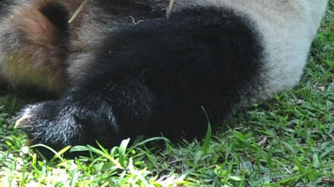 Mengapa Panda Gendut Meski Hanya Makan Tumbuhan?
