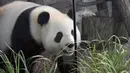 Panda betina Meng Meng berjalan dalam kandangnya di kebun binatang Zoologischer Garten, Berlin pada Rabu (14/8/2019). Sejumlah pakar mengatakan, mereka sangat yakin seekor panda betina berusia enam tahun tersebut sedang hamil. (Tobias SCHWARZ / AFP)
