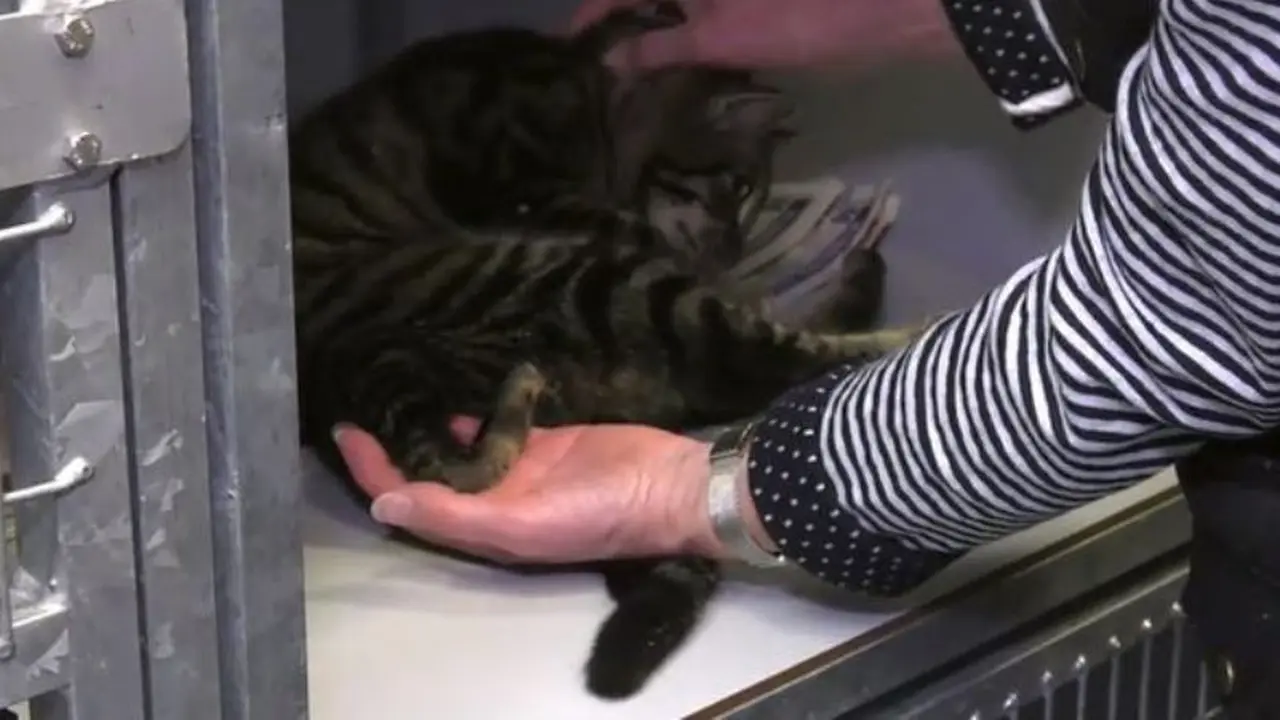Temuan Langka, Kucing Berkaki Lima Buat Heboh Warga