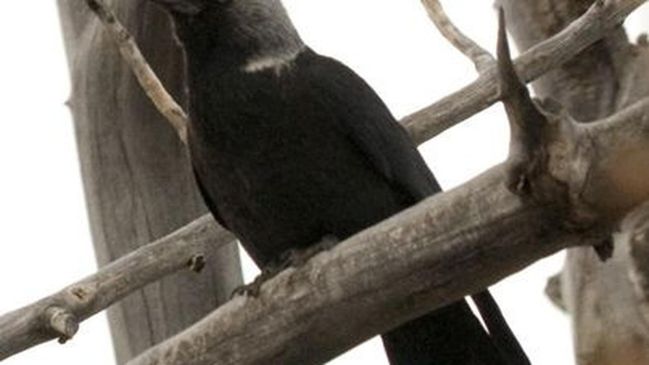 5. Burung yang Pandai Mengambil Perhiasan, Gagak ‘Tchack’<br>