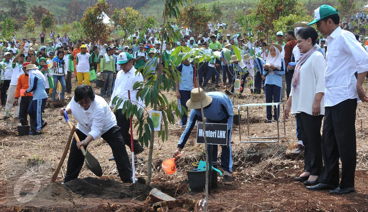 Presiden Jokowi didampingi Ibu Negara Iriana Widodo menyaksikan Menteri LHK Siti Nurbaya menanam pohon pada peringatan Hari Menanam Pohon Indonesia dan Bulan Menanam Pohon Nasional di Tahura Sultan Adam, Kalsel, Kamis (26/11). (Liputan6.com/Johan Tallo)