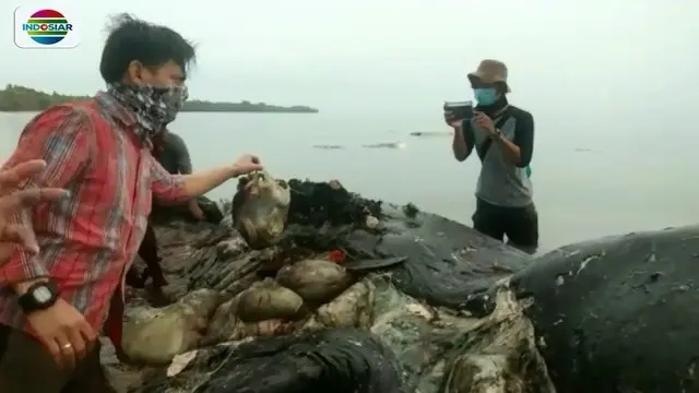 Sampah Plastik 5,9 Kg Ditemukan dalam Perut Paus Mati di Wakatobi