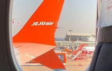 Mengenal Bird Strike yang Diduga Jadi Penyebab Kecelakaan Jeju Air