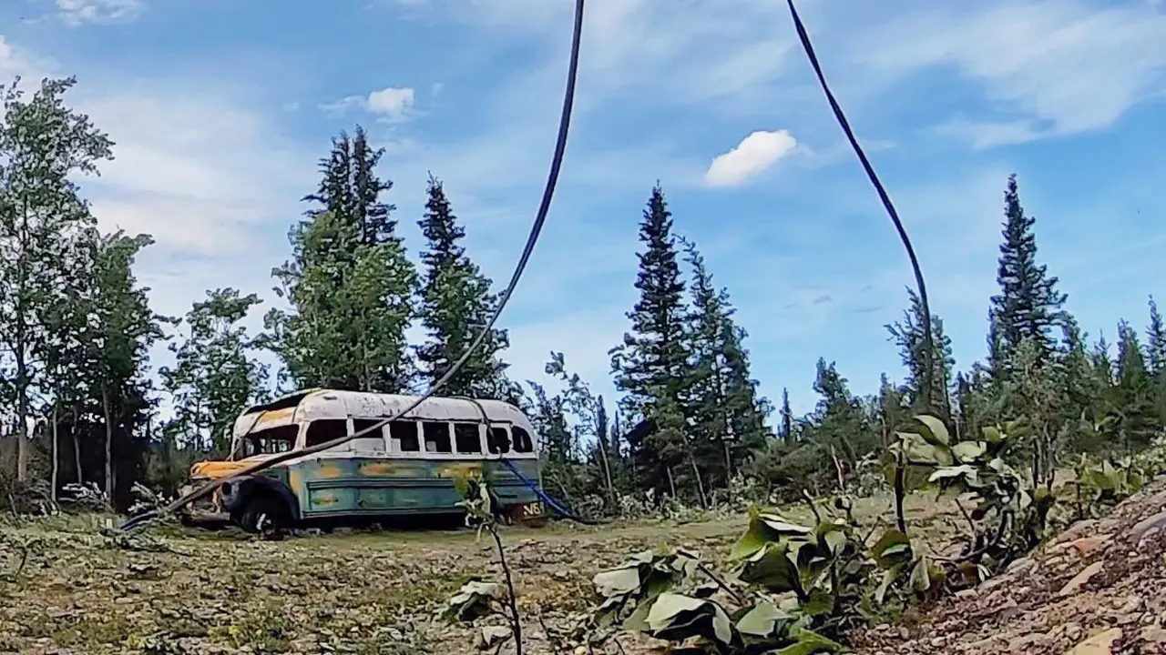 Into the Wild