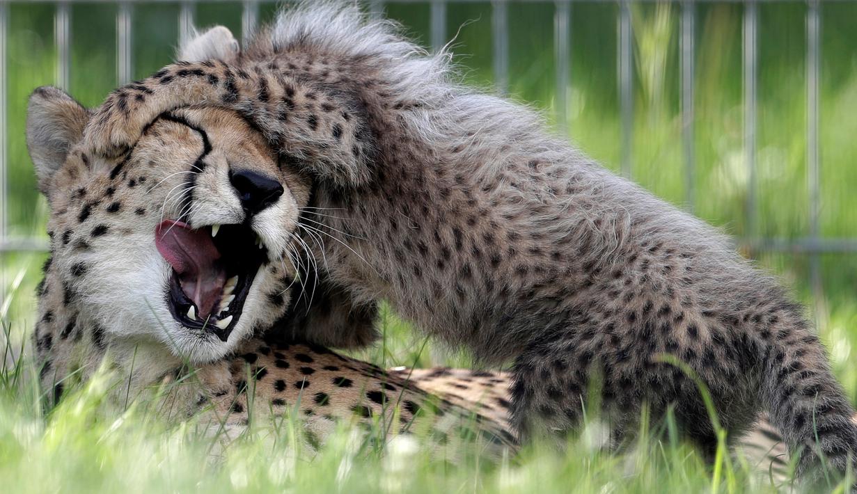 Seekor bayi cheetah berinteraksi dengan induknya, Savannah, di Kebun Binatang Praha, Republik Ceko, Kamis (3/8). Para ilmuwan pun menyatakan bayi-bayi itu akan menyelamatkan kelangsungan spesies yang terancam punah. (AP/Petr David Josek)
