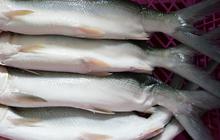 Bolehkah Asam Urat Makan Ikan Bandeng? Ini Penjelasan Lengkapnya