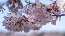 Menurut National Park Service, puncak mekar bunga sakura ini adalah momen ketika 70 persen bunga di tersebut mekar secara bersamaan. (AP Photo/Jacquelyn Martin)