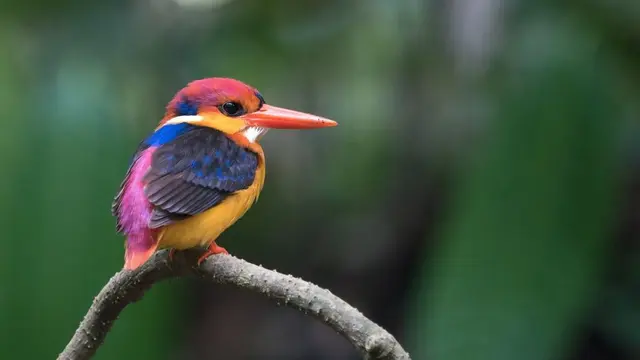 32 Burung yang Memiliki Warna Paling Indah di Dunia