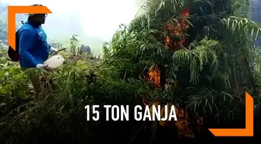 Aparat gabungan dari BNN, TNI, dan Polri memusnahkan 15 ton ganja basah dari sebuah ladang di Indrapuri, Aceh Besar.